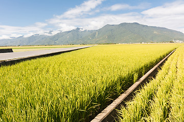 Image showing golden paddy rice farm
