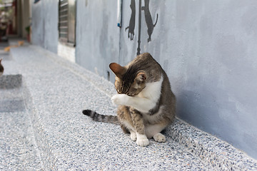 Image showing Cat washing itself face.