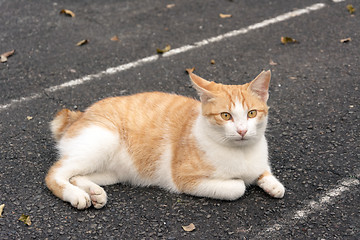 Image showing Undomesticated cat