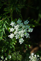 Image showing Queen Anne's Lace