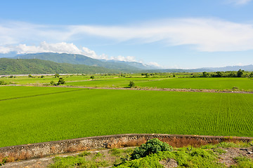 Image showing Rice farm in country