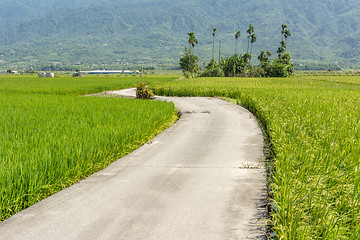 Image showing road across the paddy farm