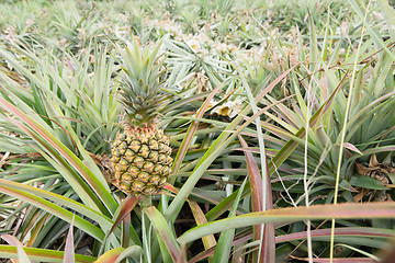 Image showing Pineapple farm 