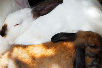 Image showing Bunnies