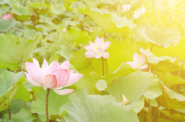 Image showing Morning lotus