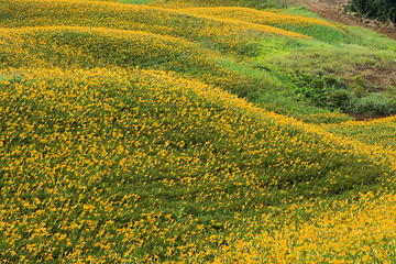 Image showing Field of tiger lily