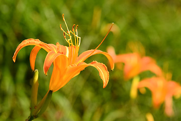 Image showing Tiger lily