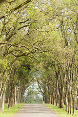 Image showing Walkway in Park