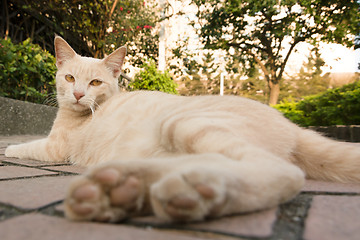 Image showing cat in city