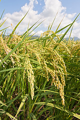 Image showing Rural scenery of paddy