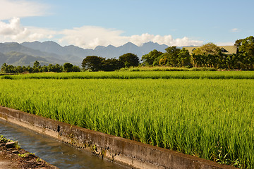 Image showing Rice farm in country