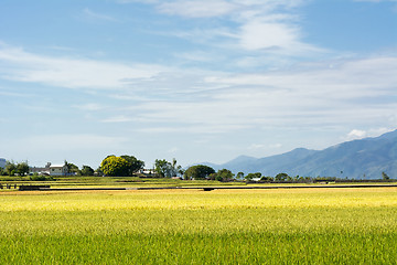 Image showing golden paddy rice farm