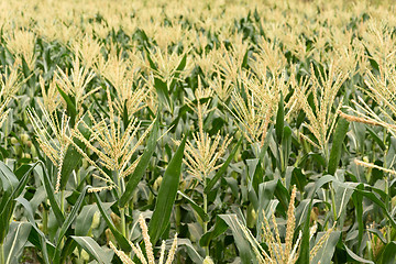 Image showing corn maize farm