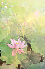 Image showing lotus