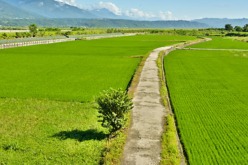 Image showing Rice farm in country