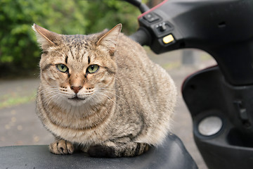 Image showing Undomesticated cat