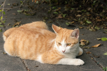 Image showing Undomesticated cat