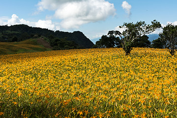 Image showing Field of tiger lily