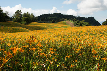 Image showing Field of tiger lily