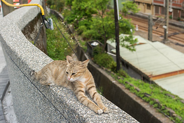 Image showing Cat lying on the wall.