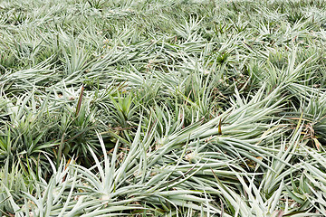 Image showing Pineapple farm after harvest