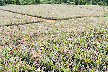 Image showing Pineapple farm 