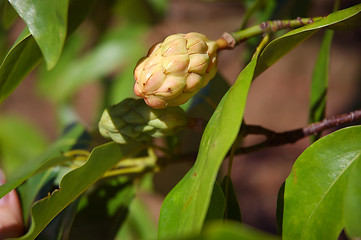 Image showing Seed Pod