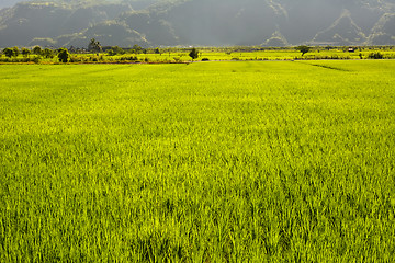 Image showing Rice farm in country