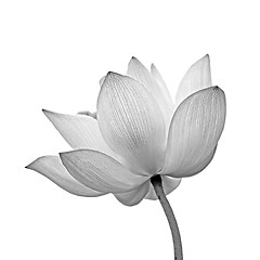 Image showing isolated lotus