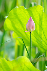 Image showing Lotus flower