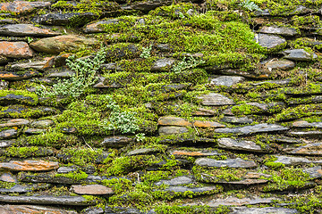 Image showing Stone wall with green moss