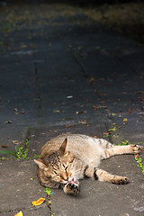 Image showing Stray tabby cat