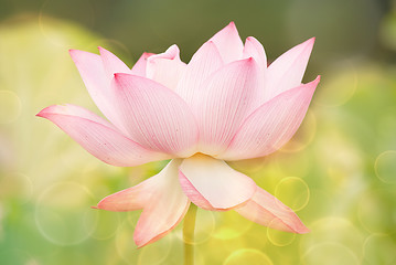 Image showing lotus