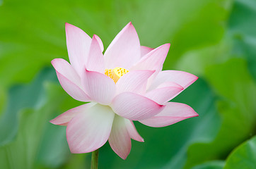 Image showing Lotus flower