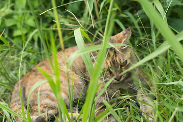 Image showing Tabby cat lying on the grassland.