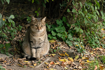 Image showing Undomesticated cat