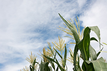 Image showing corn maize farm