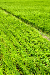 Image showing Rice farm in country