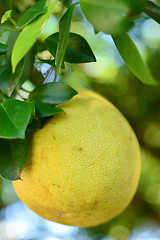 Image showing Pomelo on a tree