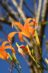 Image showing Tiger lily