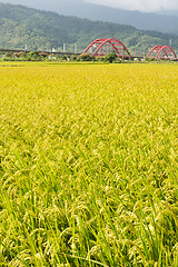 Image showing Golden rural scenery