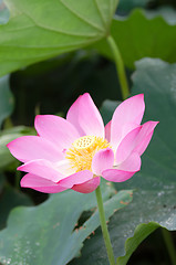 Image showing Lotus flower