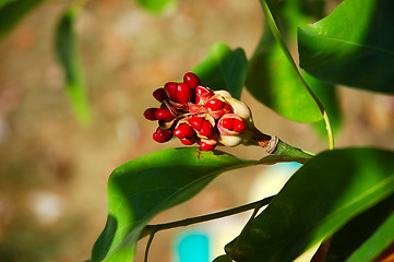 Image showing Seed Pod