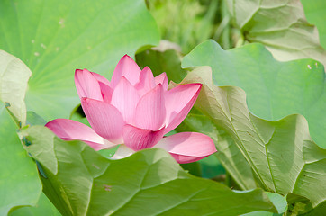 Image showing Lotus flower