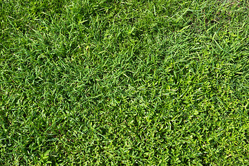 Image showing Green grass background