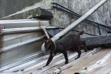 Image showing Cat walking on the roof.