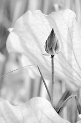 Image showing black and white lotus