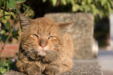 Image showing cat in city