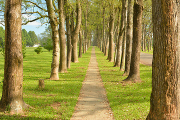 Image showing Walkway in Park