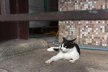 Image showing cat lying on the floor.